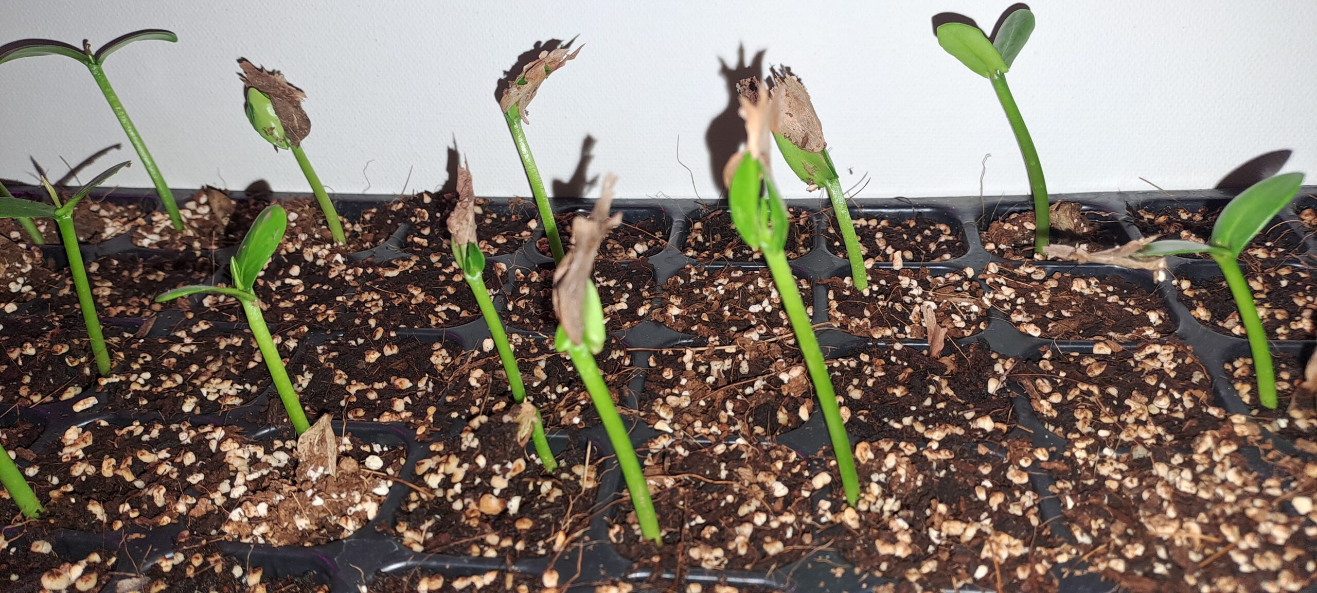 plumeria rubra frangepani plumeria rubra frangepani