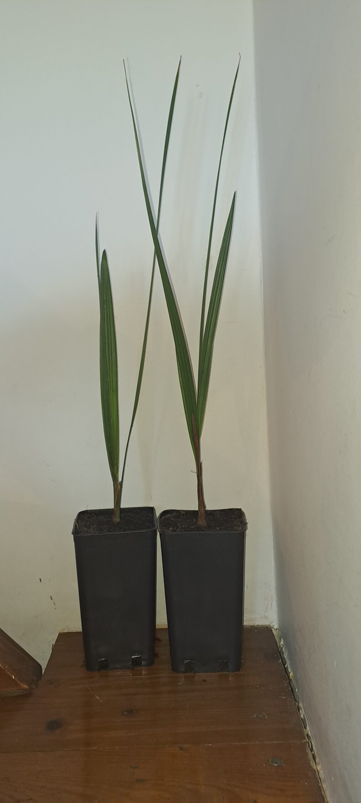 jubaea chilensis chilei szőlőpálma jubaea chilensis chilei szőlőpálma