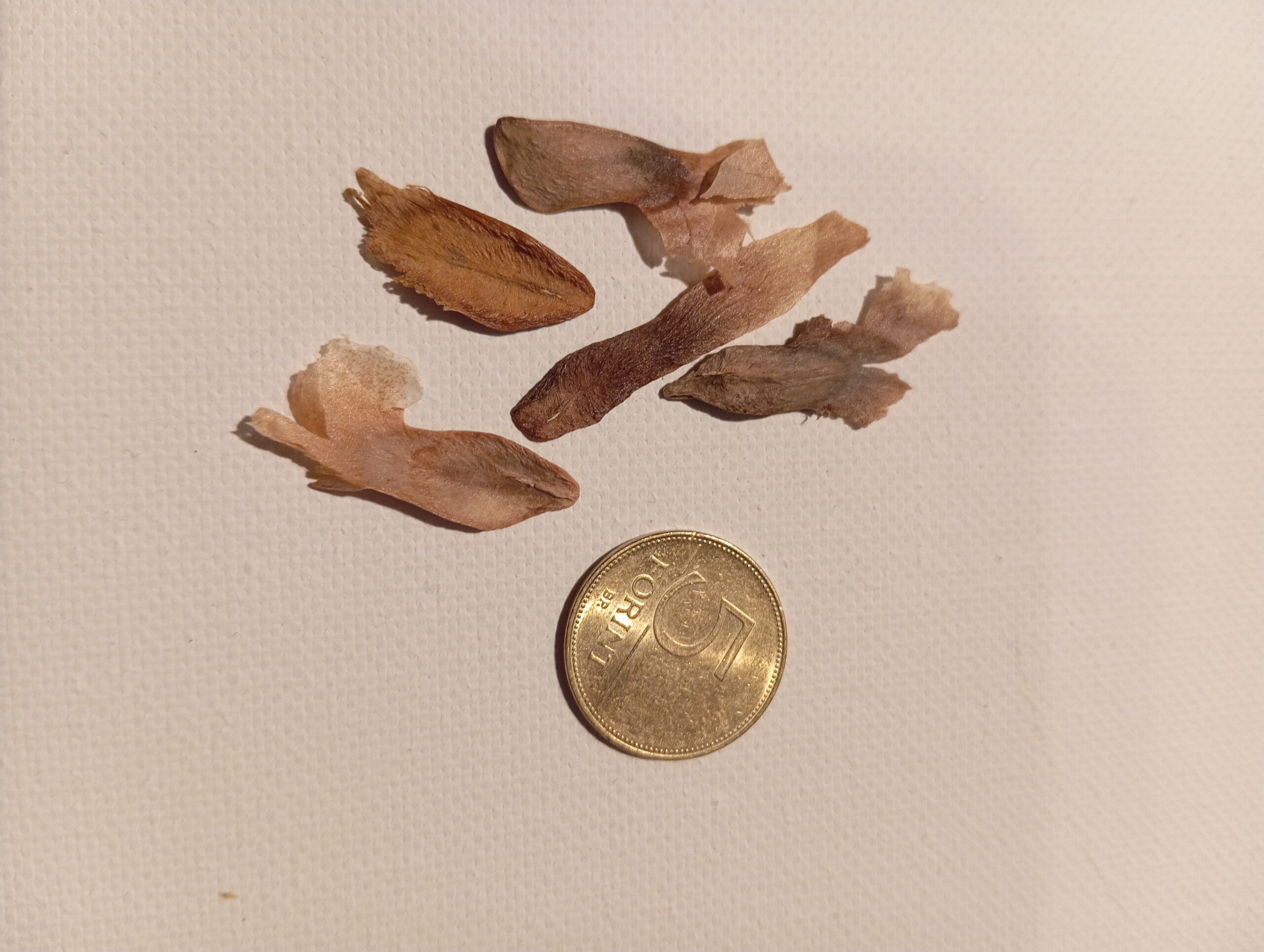 plumeria rubra frangepani plumeria rubra frangepani