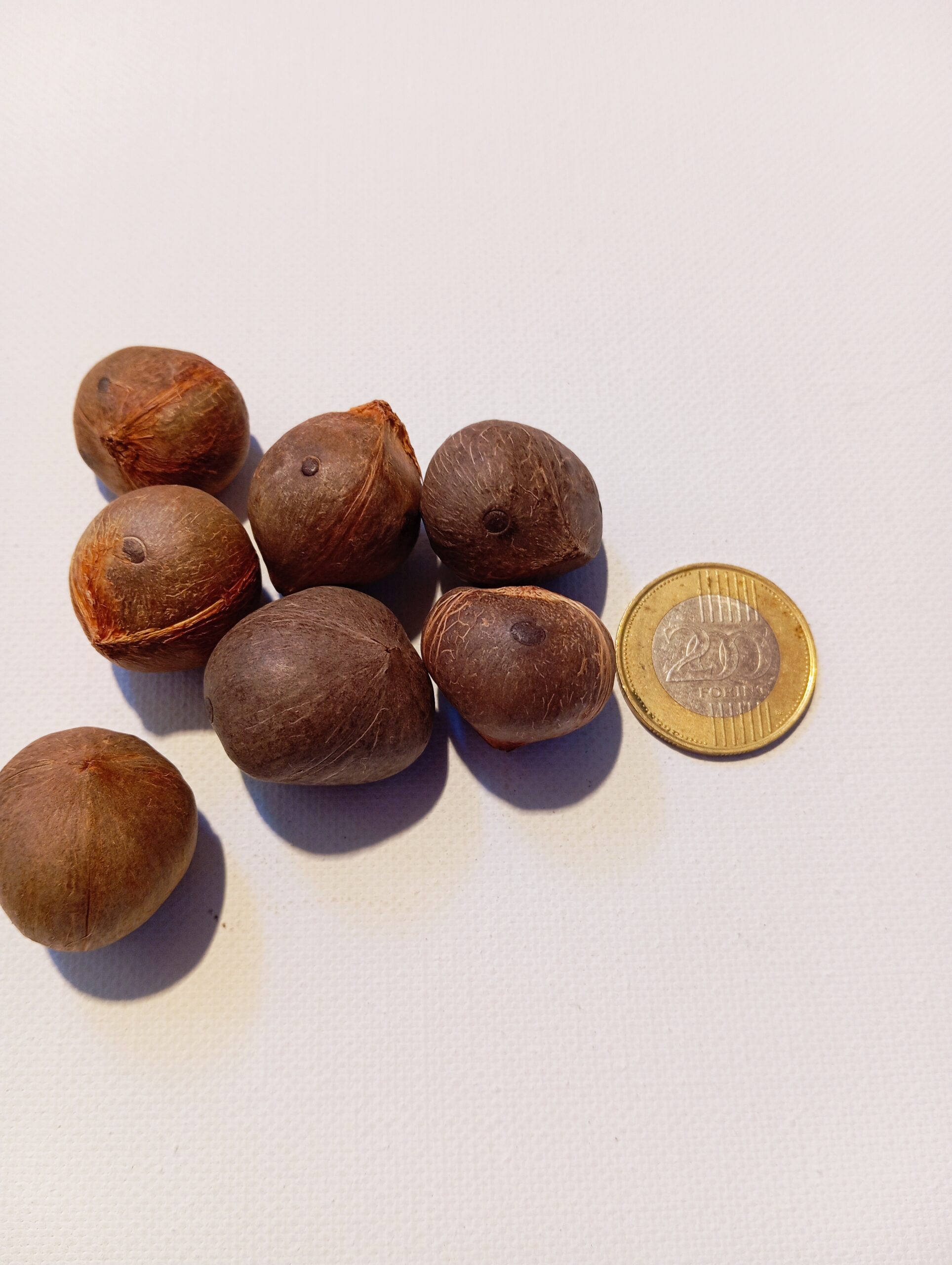 jubaea chilensis chilei szőlőpálma jubaea chilensis chilei szőlőpálma