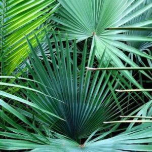 brahea dulcis kék sziklapálma