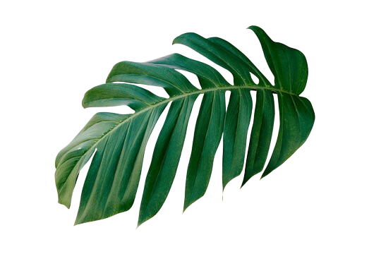 360 f 543842981 r2iq9yt2edspmx7qfob8vgzr2v3webzp removebg preview 1