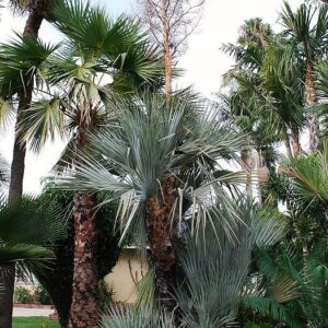 nannorrhops richieana mazari pálma