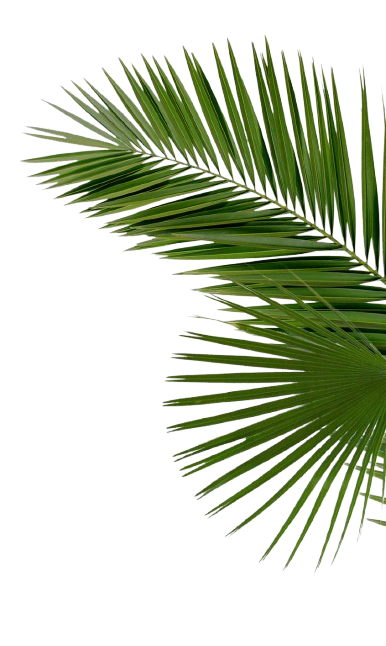 685 6856487 hd palms png palm tree leaves png transparent removebg preview 1