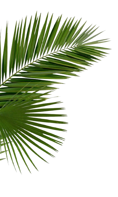 685 6856487 hd palms png palm tree leaves png transparent removebg preview