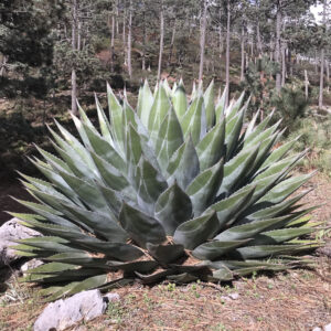 agave montana hardy évszázados növény