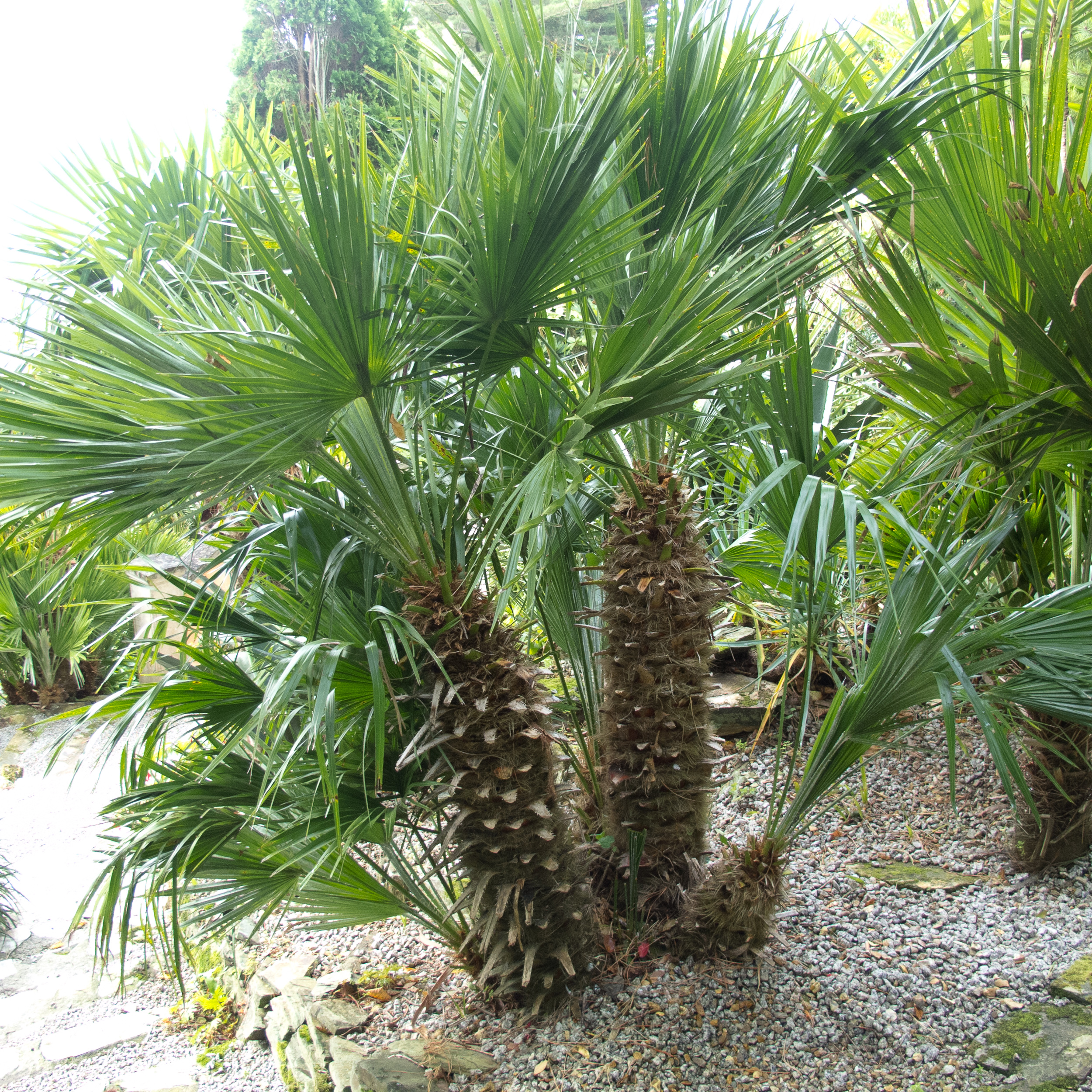 Chamaerops humilis
