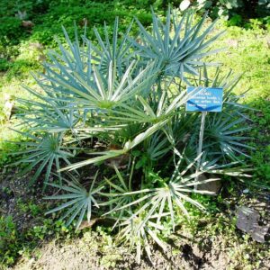 chamaerops humilis var. cerifera kék mediterrán legyezőpálma