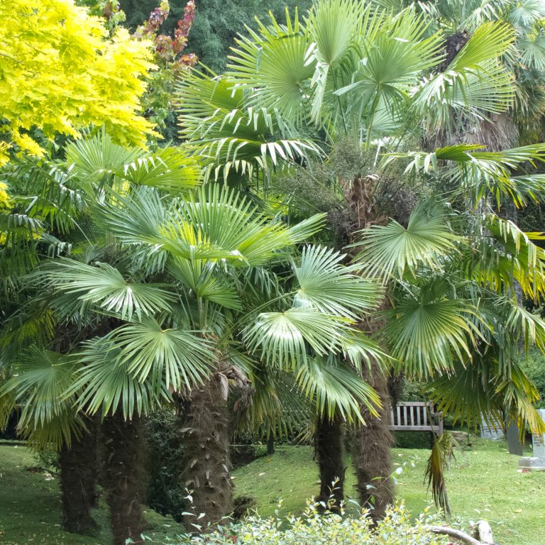 Trachycarpus fortunei