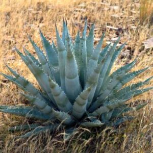 Kezdőoldal agave chrisantha aranyvirágú agave