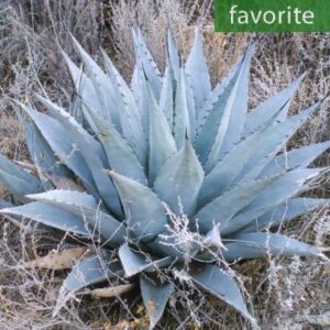 agave havardiana chisos agave