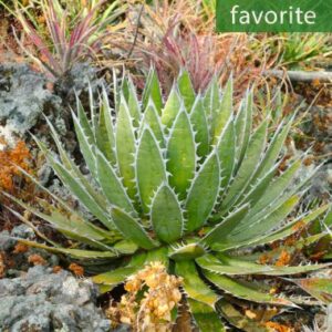 agave horrida sp. horrida mexcametl