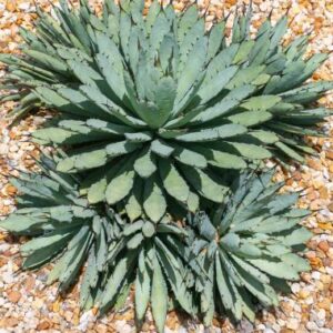 agave macrocantha fekete tüskéjű agave