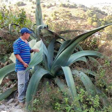 agave mapisaga Óriás maquey agave mapisaga Óriás maquey