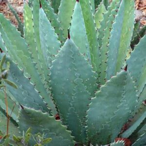 agave maximiliana