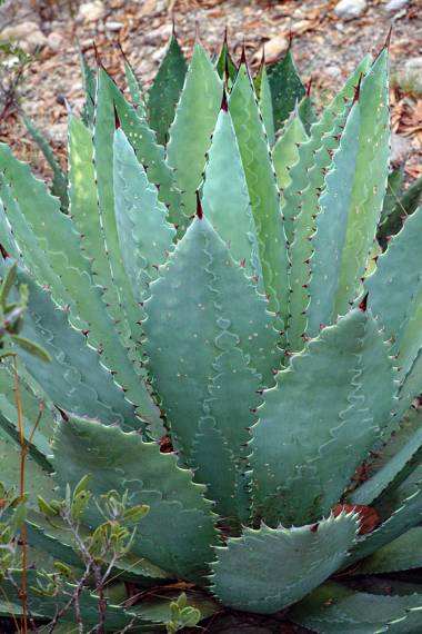 agave maximiliana agave maximiliana