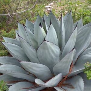 agave ovatifolia Óriás bálnanyelv agave