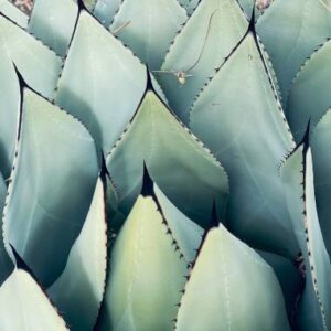 agave parryi var. huachucensis 'wakefield' – Óriás huacua agave