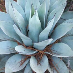 agave sp. "azur monterrey"