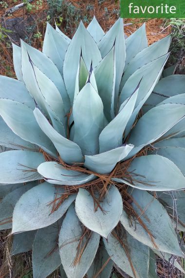 agave sp. "azur monterrey" agave sp. "azur monterrey"