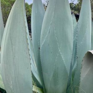 agave thomasiae