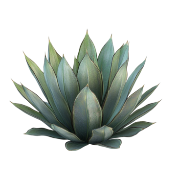 Kezdőoldal agave