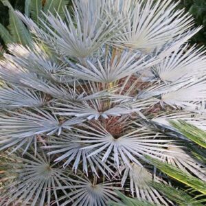 chamaerops humilis var. celifera kék mediterrán pálma