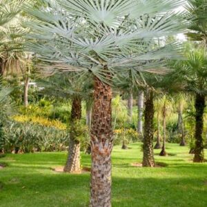 copernica alba caranday pálma