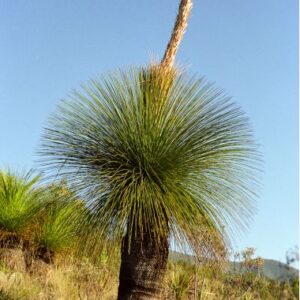dasylirion quadranulatum mexikói fűfa
