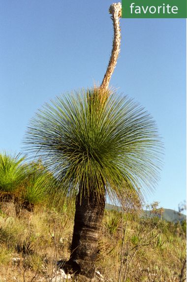 dasylirion quadranulatum mexikói fűfa dasylirion quadranulatum mexikói fűfa