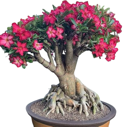 Kezdőoldal image removebg preview