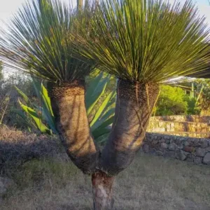 dasylirion miquihuanense miquihuaense szotol