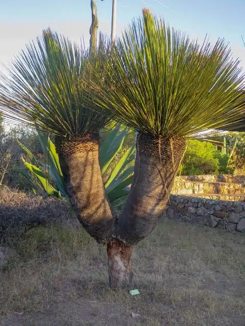 dasylirion miquihuanense miquihuaense szotol dasylirion miquihuanense miquihuaense szotol