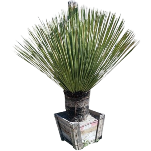 Dasylirionok (Sotolok)