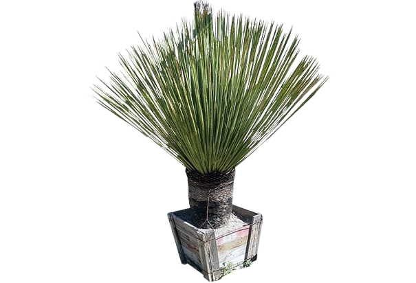 Kezdőoldal imgbin sotol dasylirion wheeleri dasylirion longissimum dasylirion acrotrichum furcraea plant 40aadggnvdbwwgrtf6fg0u8fn removebg preview