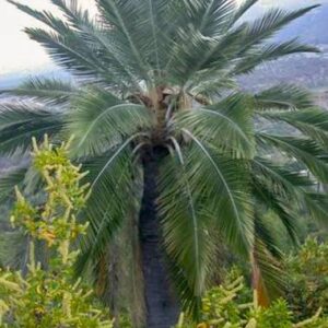 jubaea chilensis chilei szőlőpálma