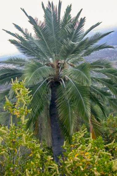 jubaea chilensis chilei szőlőpálma jubaea chilensis chilei szőlőpálma