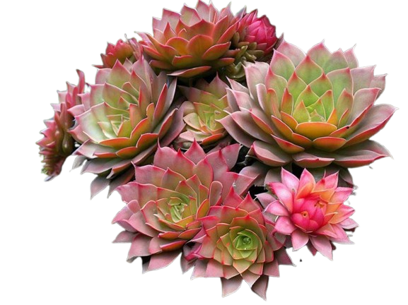 Kezdőoldal kvirozsa fakérgen removebg preview