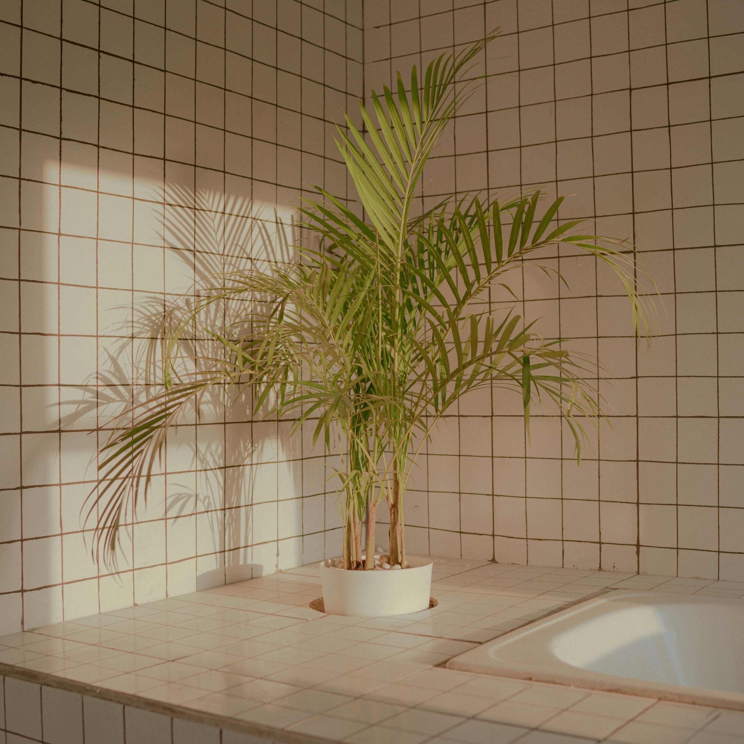 A potted palm plant in a sunlit tiled bathroom corner, creating a serene and natural ambiance.