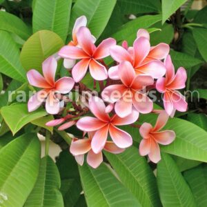 plumeria rubra frangepani