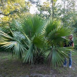 sabal minor 'northern texas' texas törpepálma