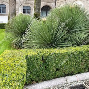 dasylirion wheeleri kék szotol nyugati üstökliliom