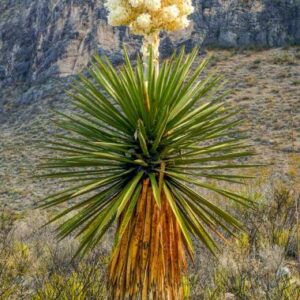 yucca carnerosana Óriástőr