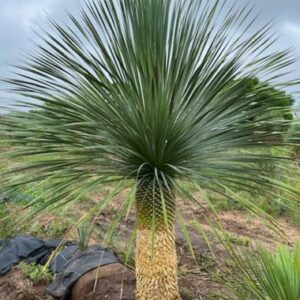yucca rostrata "gray green" 