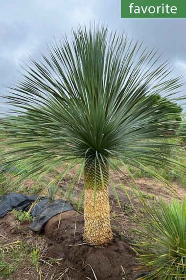 yucca rostrata "gray green" yucca rostrata "gray green"
