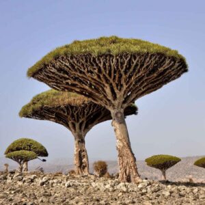 dracena draco sárkányfa