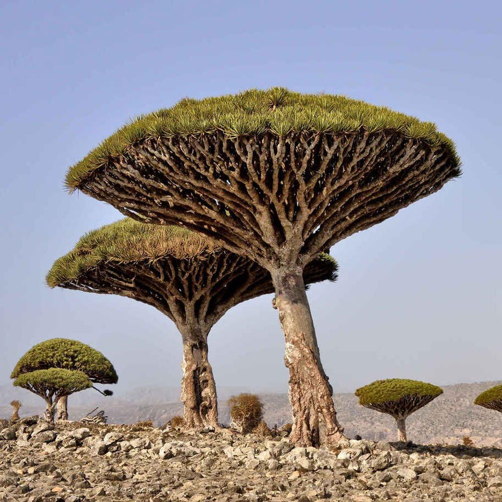 dracena draco sárkányfa dracena draco sárkányfa