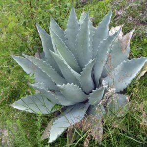 agave temacapulinensis – maguey blanco