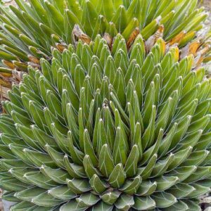 agave victoriae reginae 'huasteca canyon' – giant queen