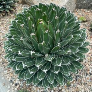 agave victoriae reginae subsp. swobodae 'compacta' victoria királynő agavé "kompakt"